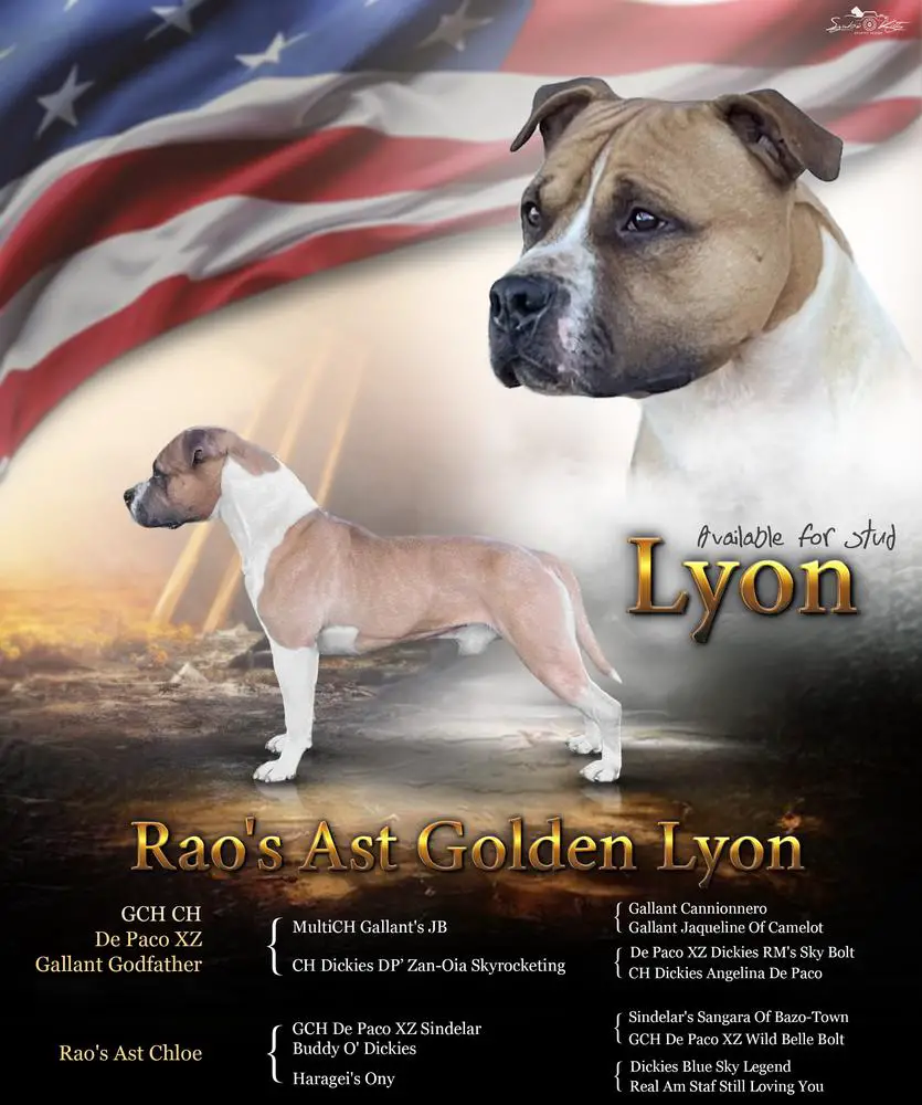 Rao's Ast Golden Lyon
