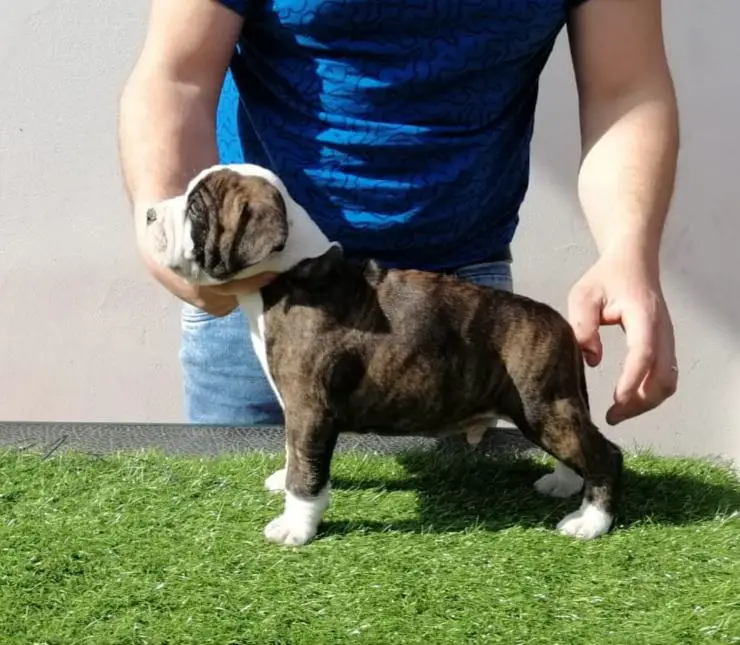 Rudis little pest Pluto