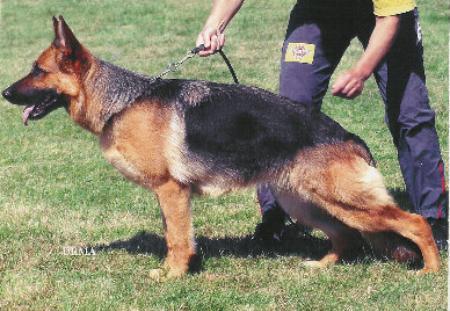V Ursa von der Zenteiche