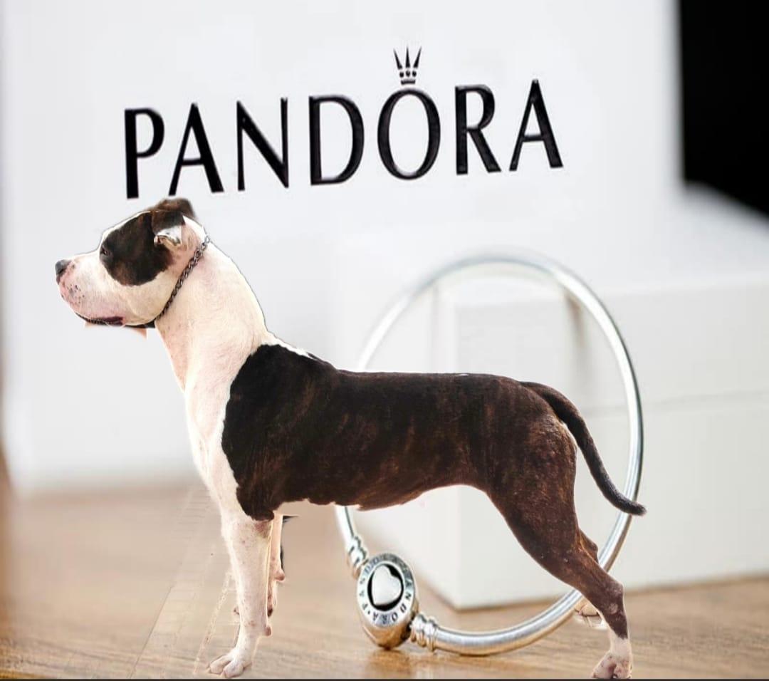 Hardcanbull Dear Girl Pandora