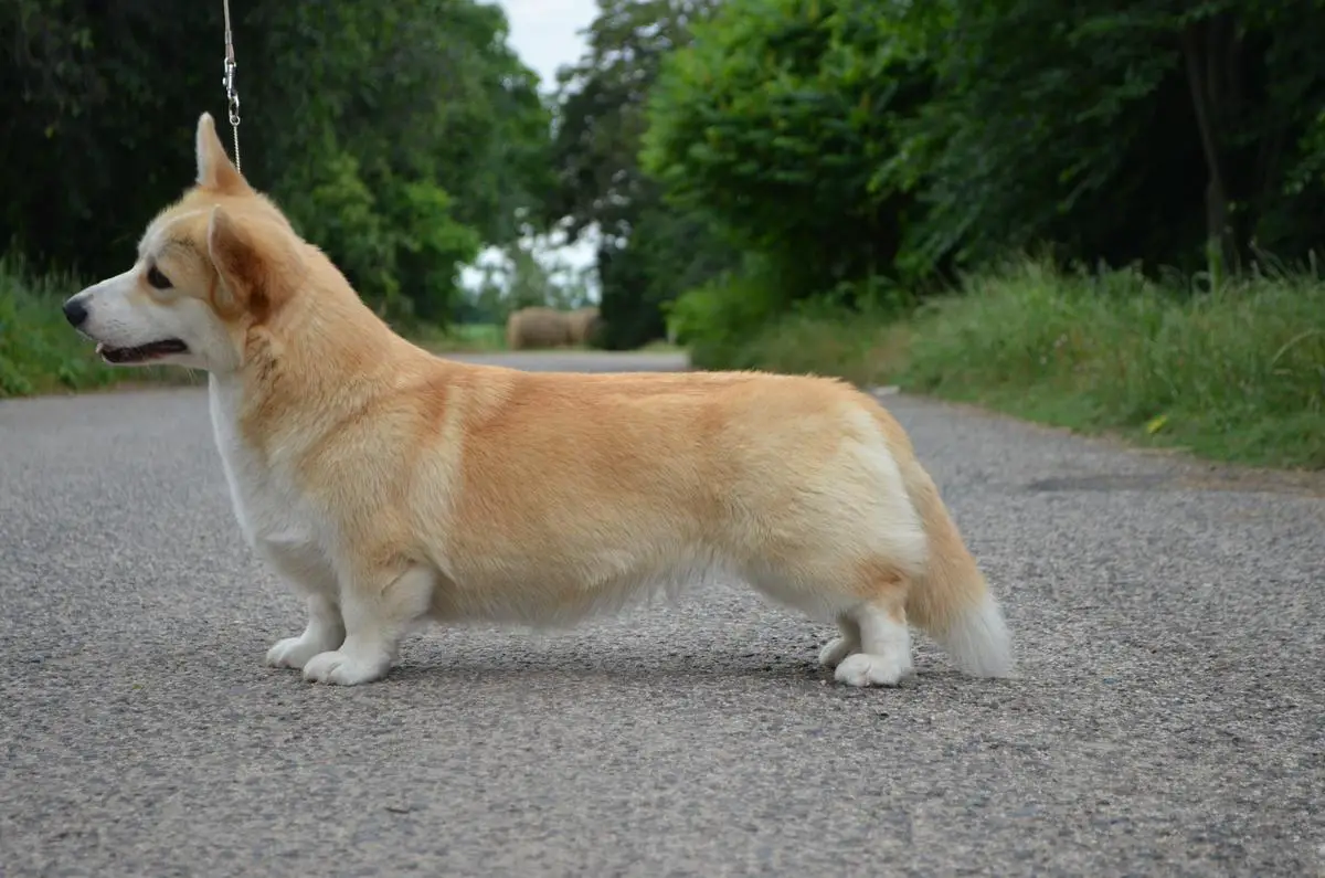 Mistycor Luna Che Mi Guardi