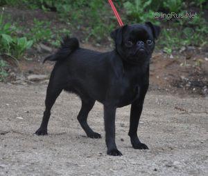 SOUTH CR, CR, CRFLS, CHOANKOO U DAM USPEH DLYA ATAKI GRIFFONOV