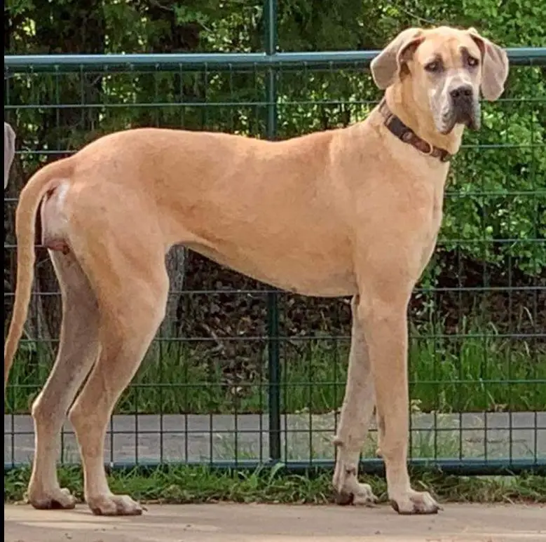 Night Skys Phaedra Noel Of FSGD