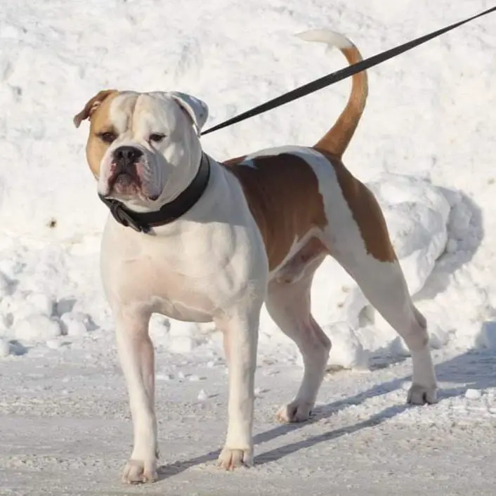 FaithFullBull's Balboa