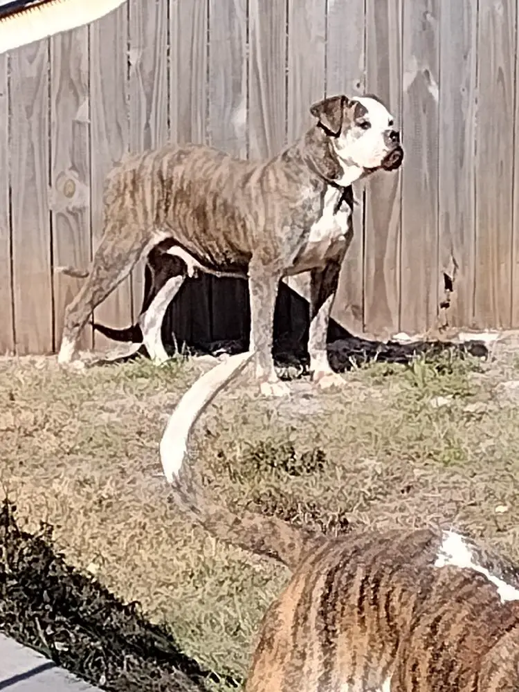 Cruz's Bam A Lam Of Suwannee Rivers