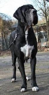 Diva-Donna Von Schlesien