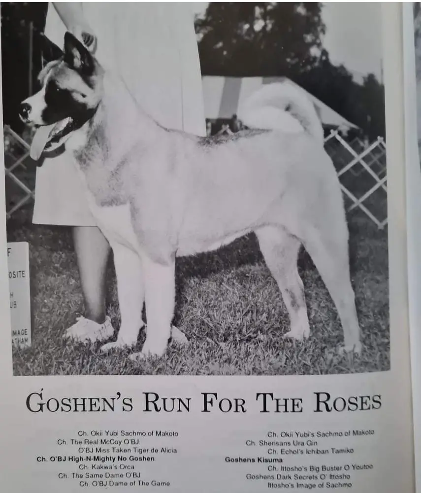 AKC CH Goshen's Run For The Roses