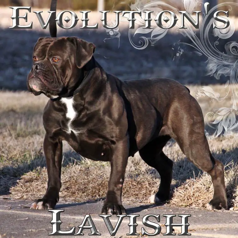 Evolution's Lavish