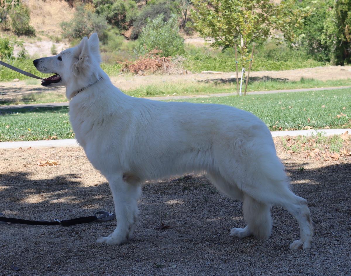 CGC TKN Vf Arctic Beowulf 's Aspen vom Kaleidoscope