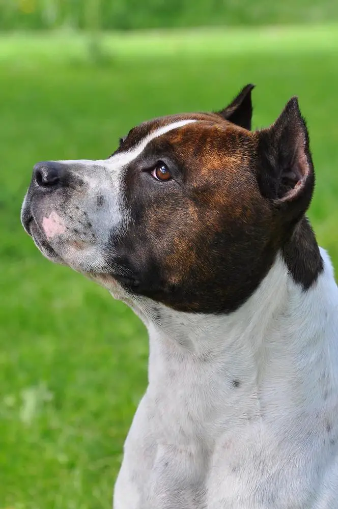 Mia Albachiara Tullamore Dew