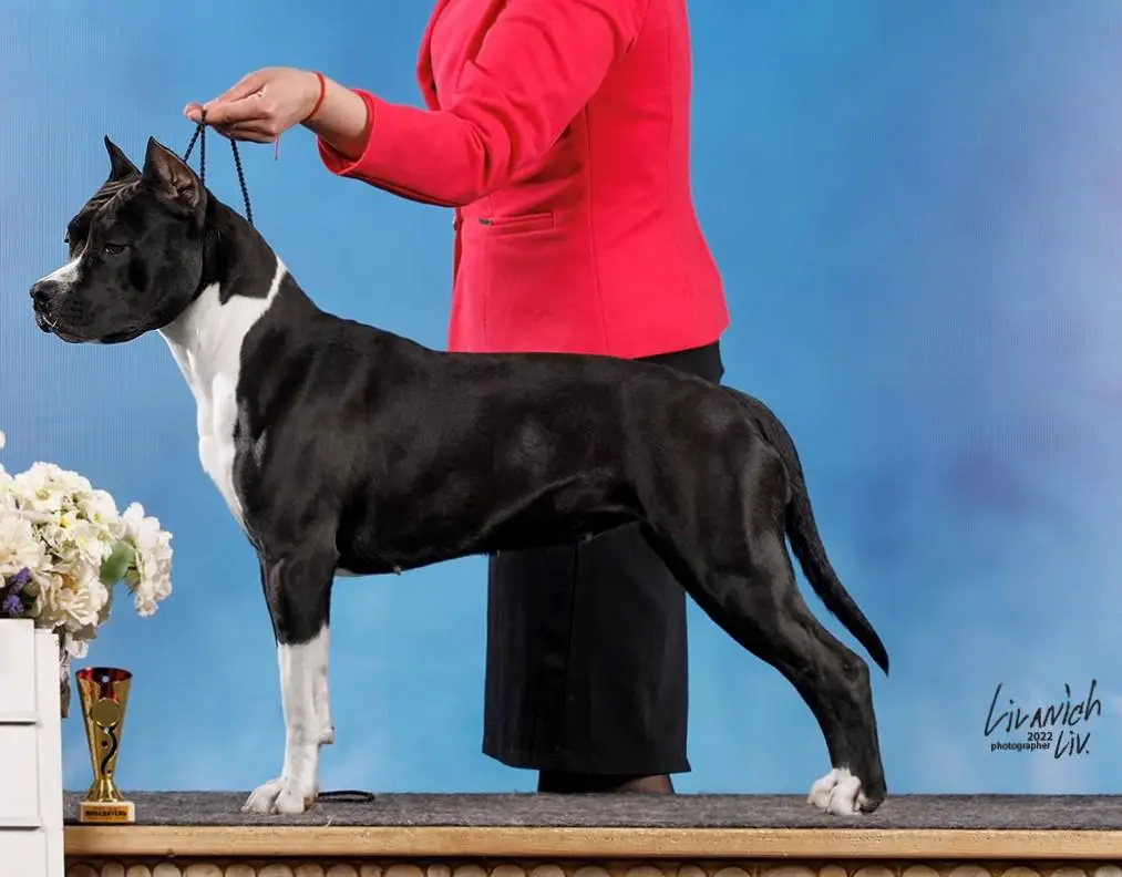 Elkon Regard Verbena Flower