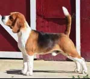 GCH CH Just-Wright Starrinite City Lights