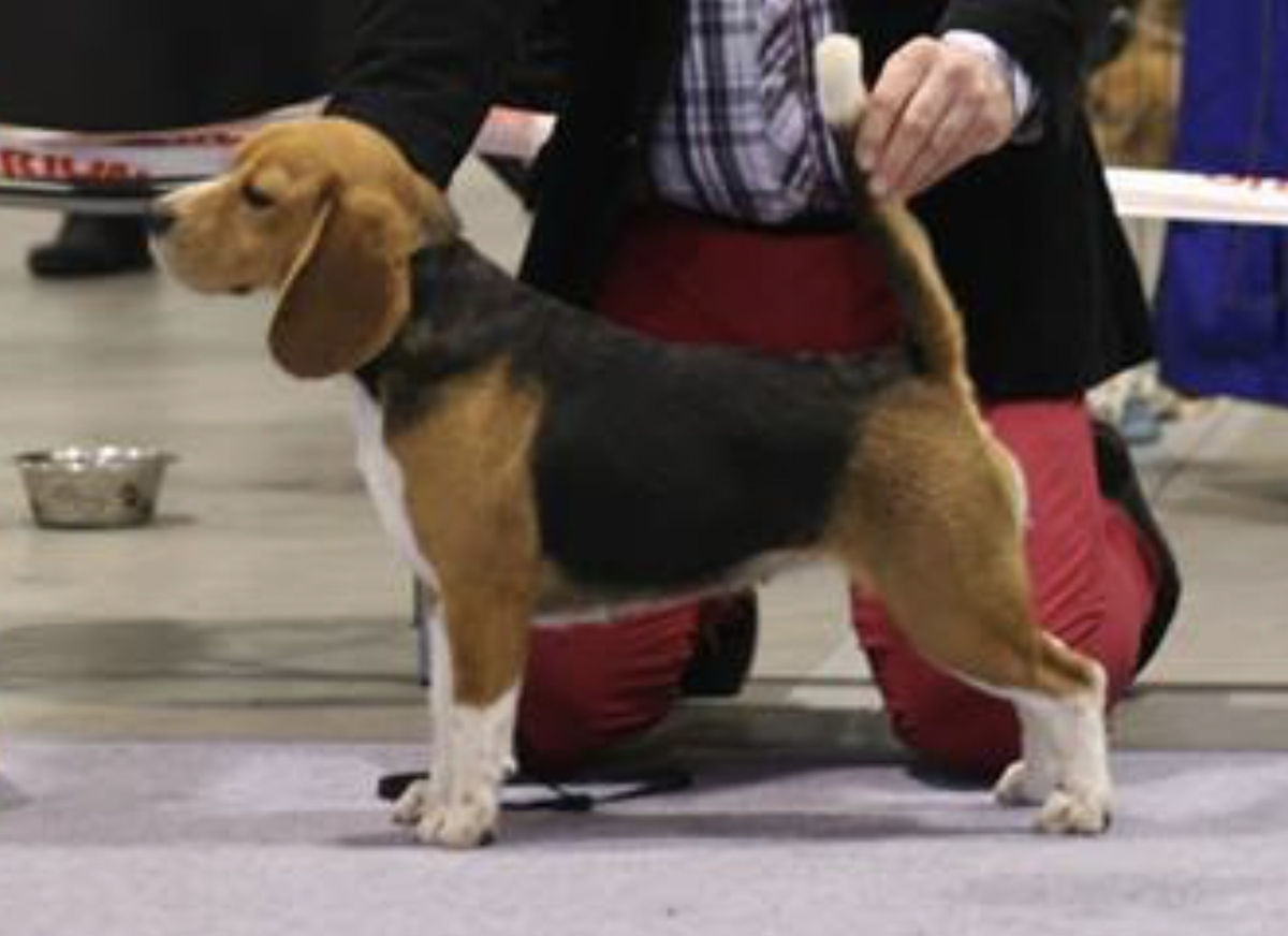 Blue Velvet Xandrina