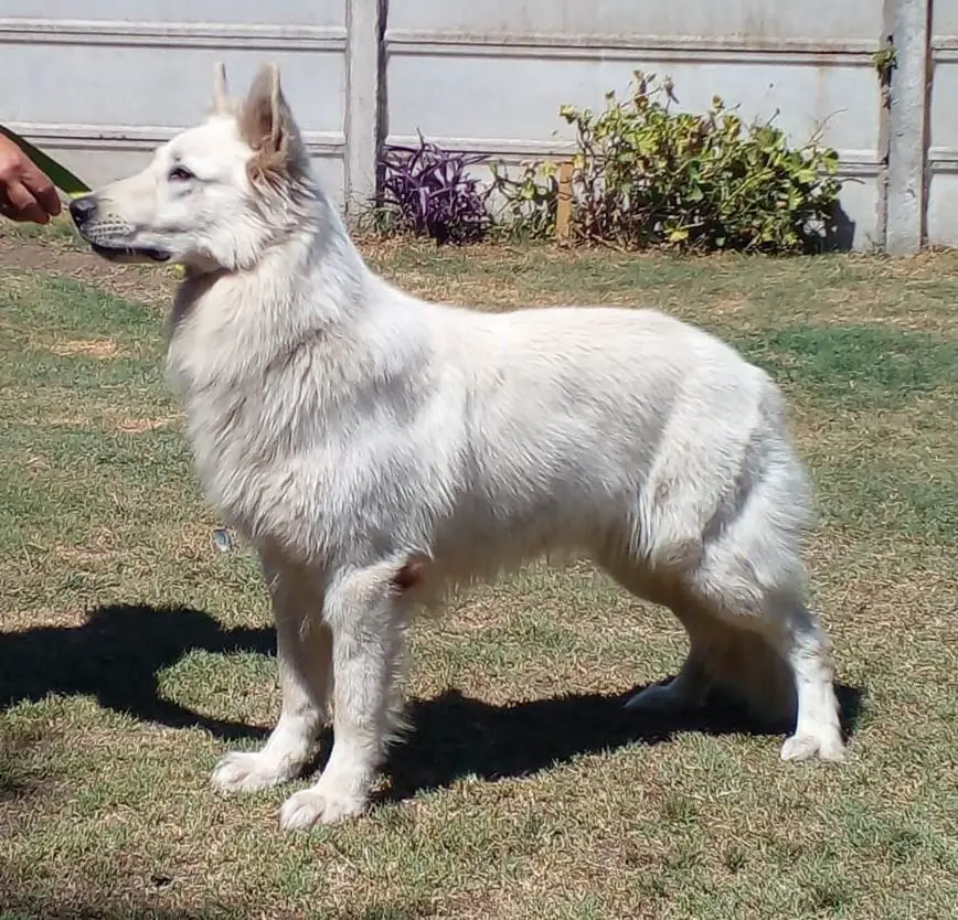 DALI de Blancos del Sur (RINGO)