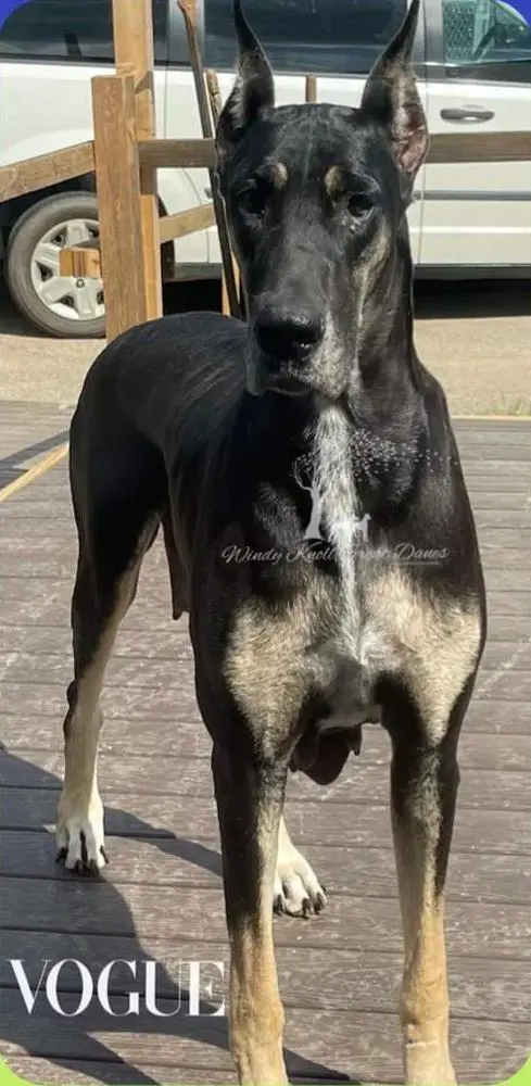 FSGD Windy Knoll's Strike A Pose