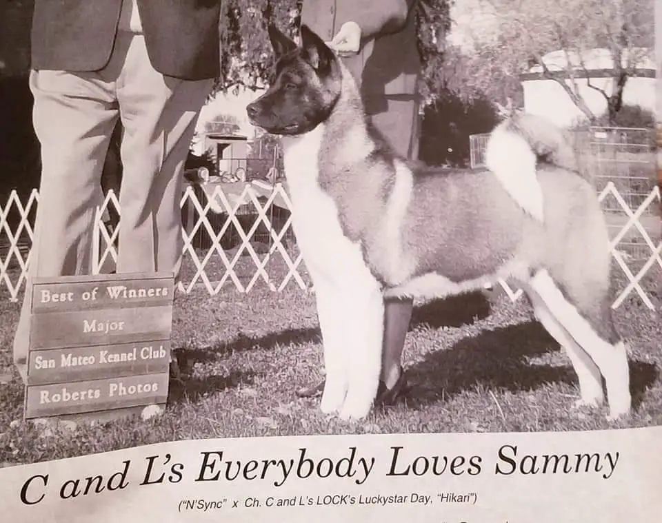 AKC CH C And L's Everybody Loves Sammy