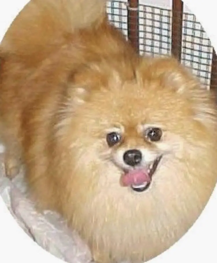 Norma's Gi Gi's A Go Go Girl