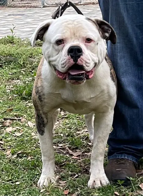 Bruiser Boy's Vega