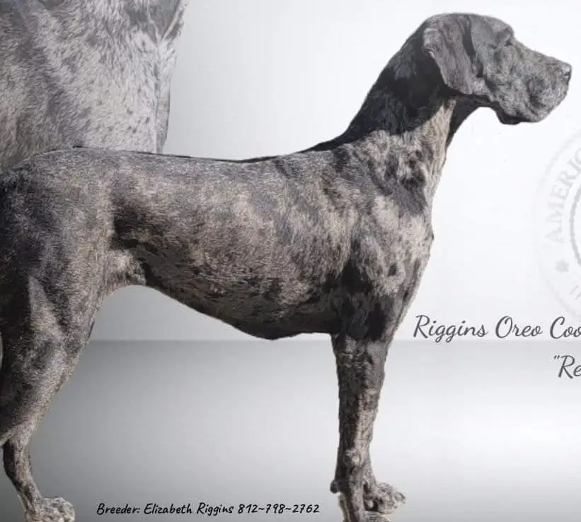 Riggins Cookies And Cream Oreo