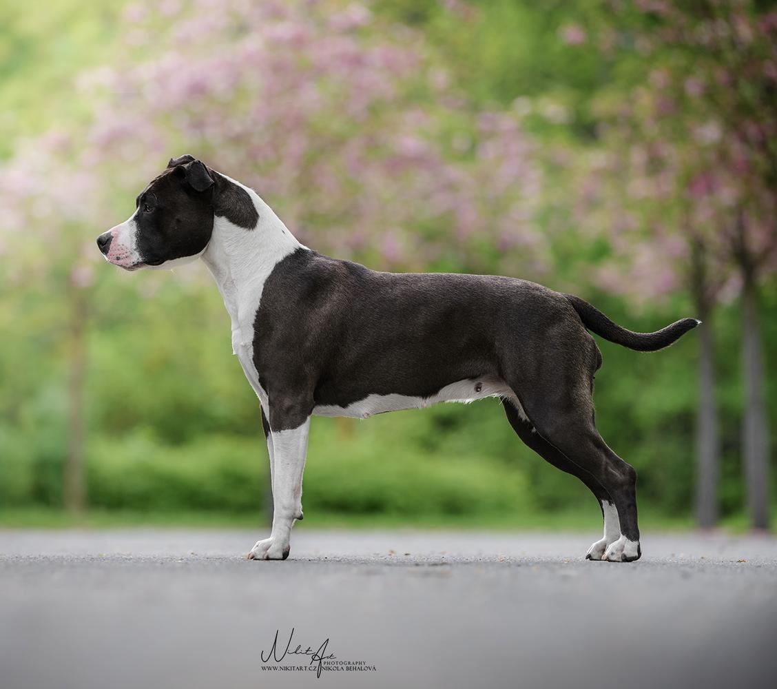 Ch.JnCh. Calamity Ann Ruffian Ember Rock