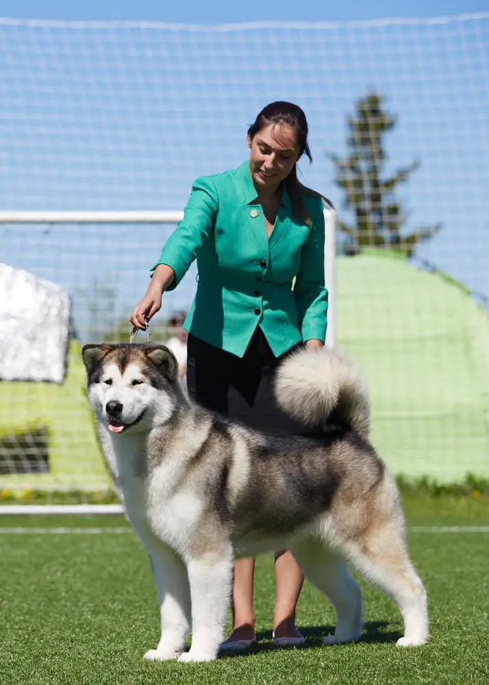 CH RUS, CH RKF THULE AMAGUQ'S TRIUMPH BECAUSE I LOVE YOU