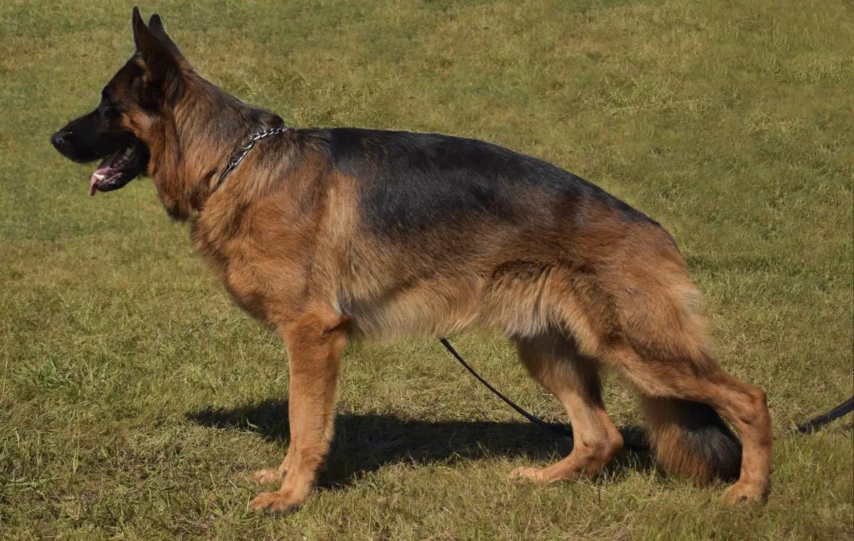 SG Jericho Vom Acehaven