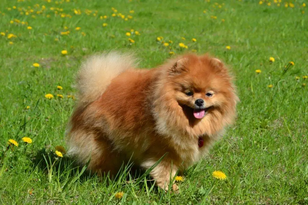 Prestizh Mistral Santa Barbara