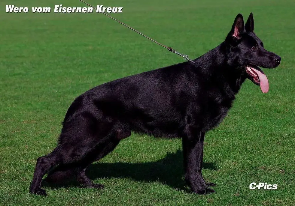 SG Wero vom Eisernen Kreuz