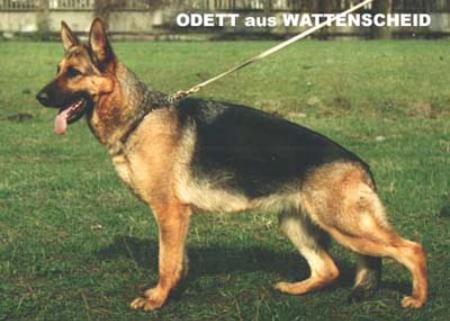 Odette aus Wattenscheid