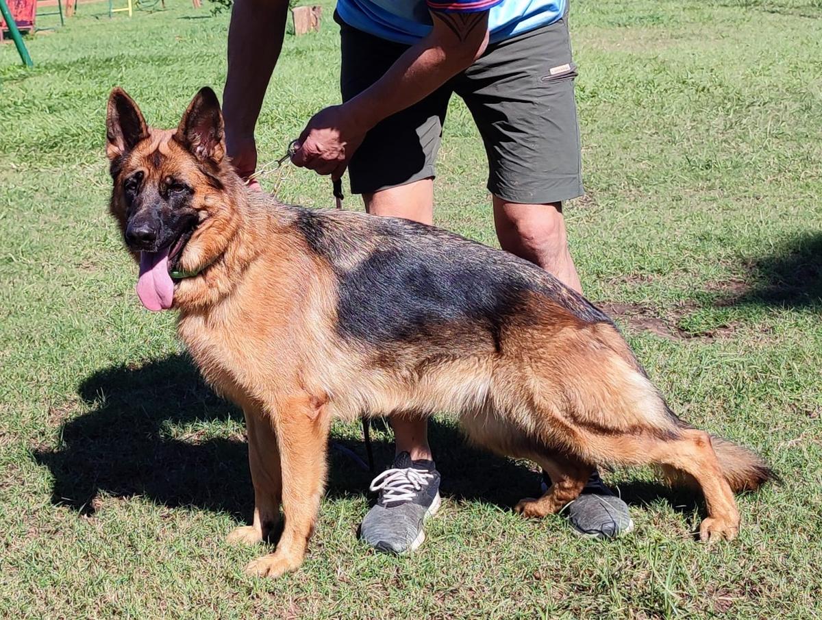 Cría de Selección Gretel Guten Eiche