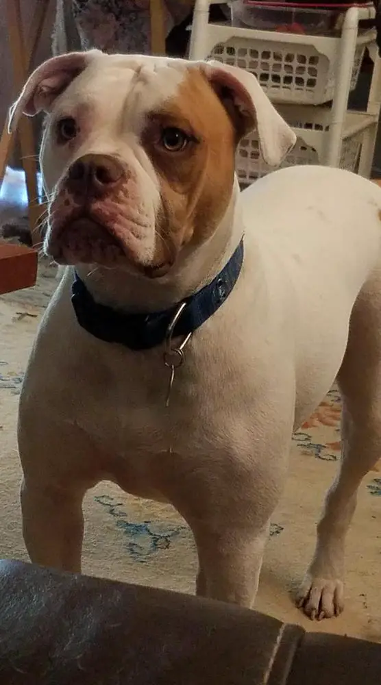 LUNA'S ROXIE ANGEL