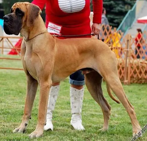 CH Poland, JrCH Poland Cayman des Terres de la Rairie