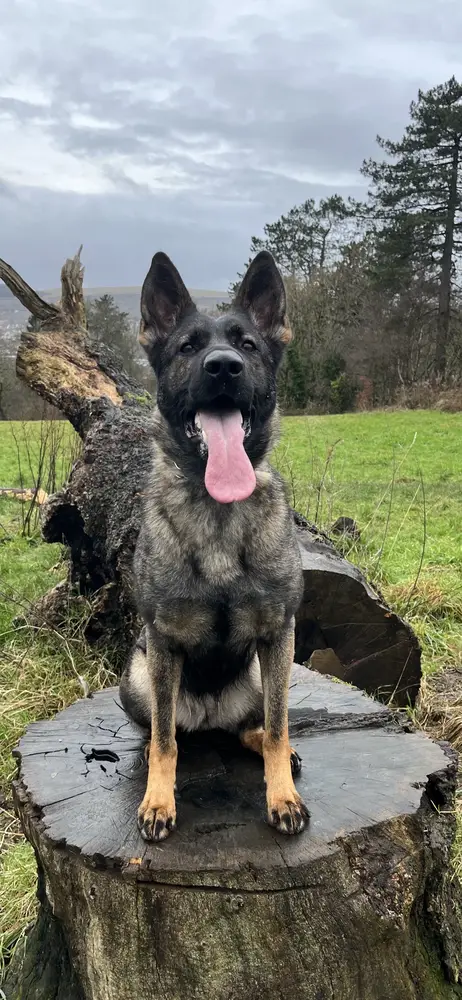 WOLFFDEAN ATHENA