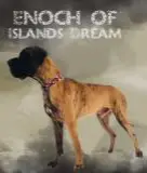 Enoch Of Island's Dream