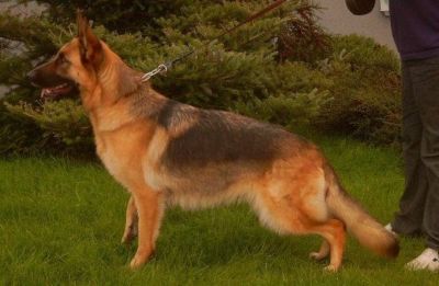 Kelly vom Krummenhäger See