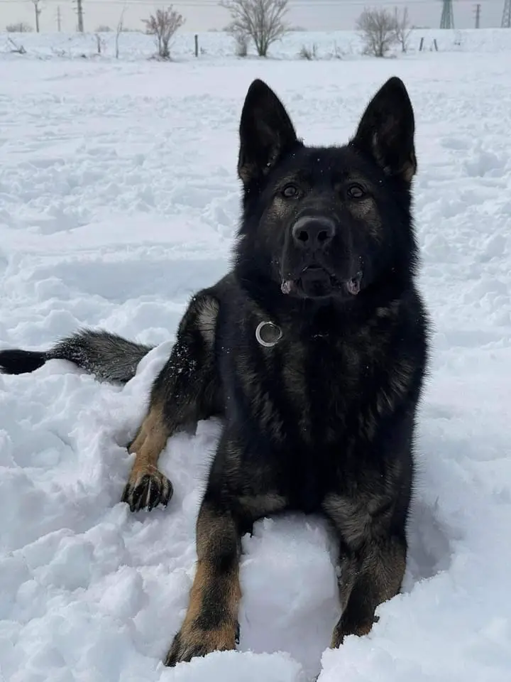 Jorik zo Zeleného hája