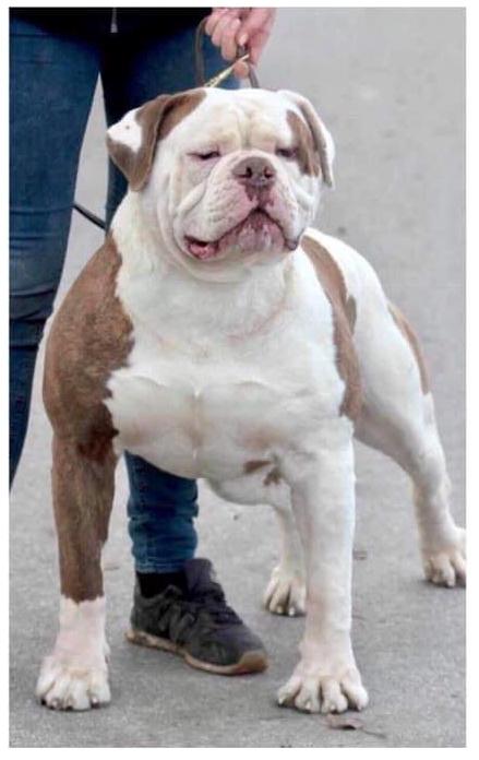 OSTERGAARD´S RUFFMAN aka SCOOBY DOO