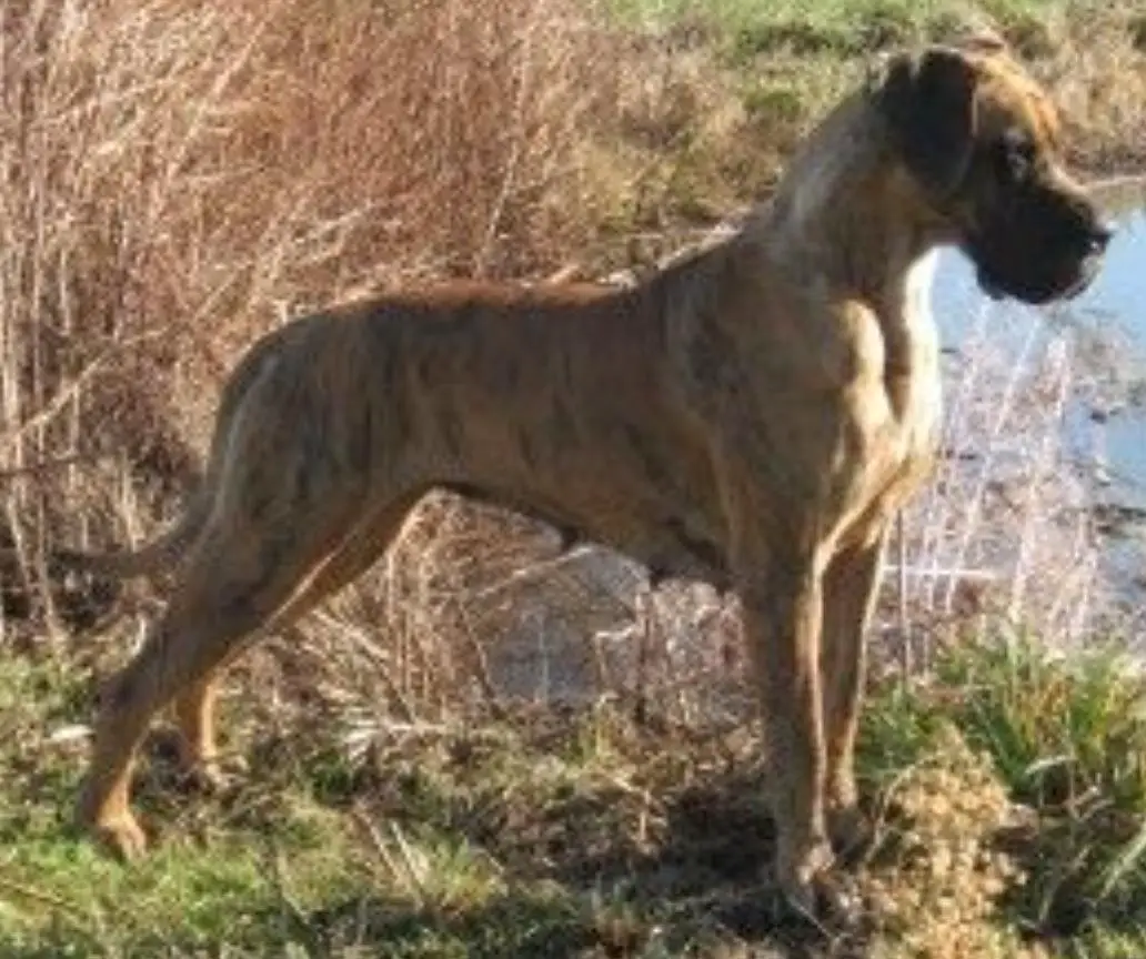 Bellis Perennis des Terres de la Rairie