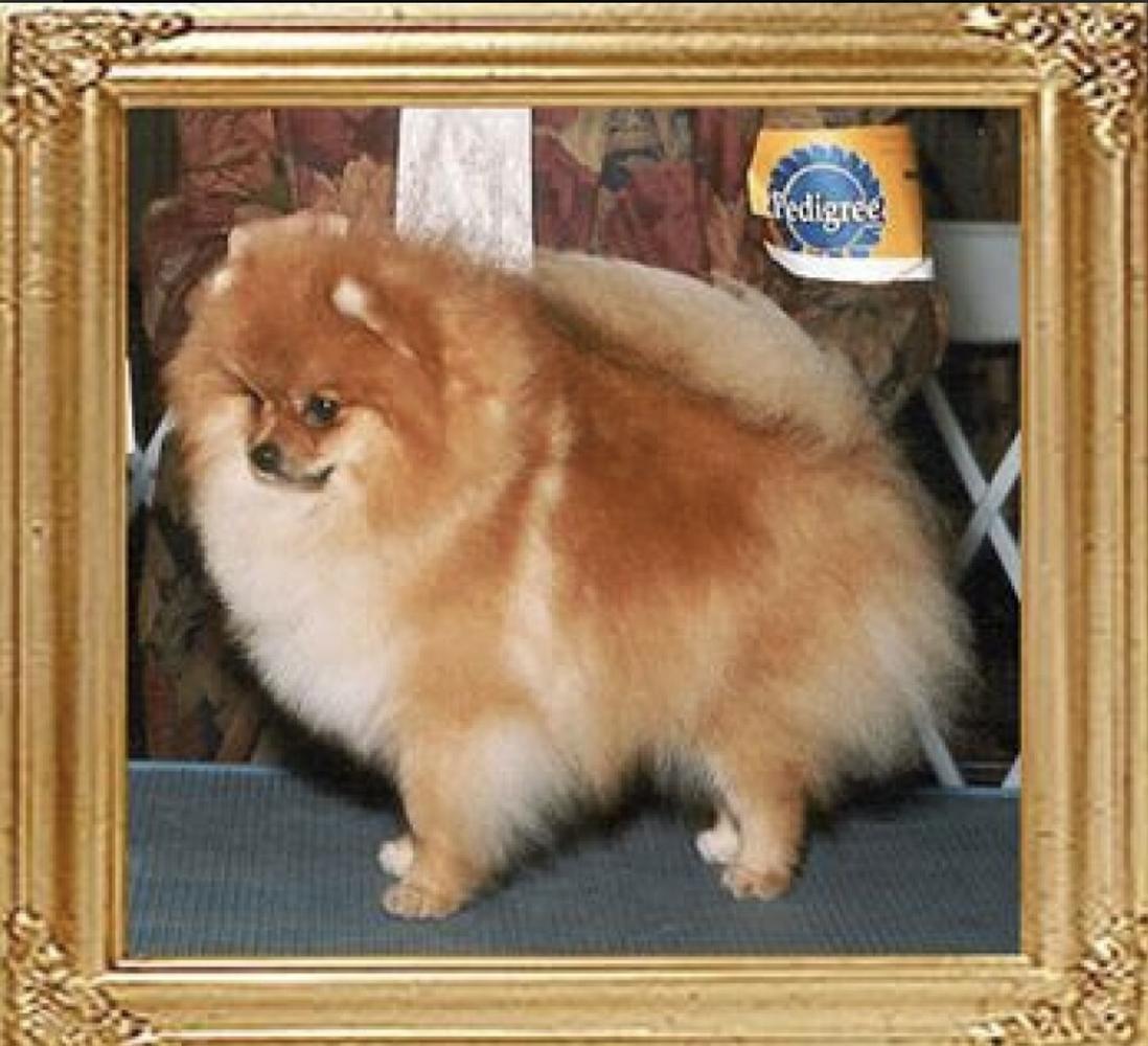 CH.US PUFPRIDE’S MILLIONDOLLAR BABY