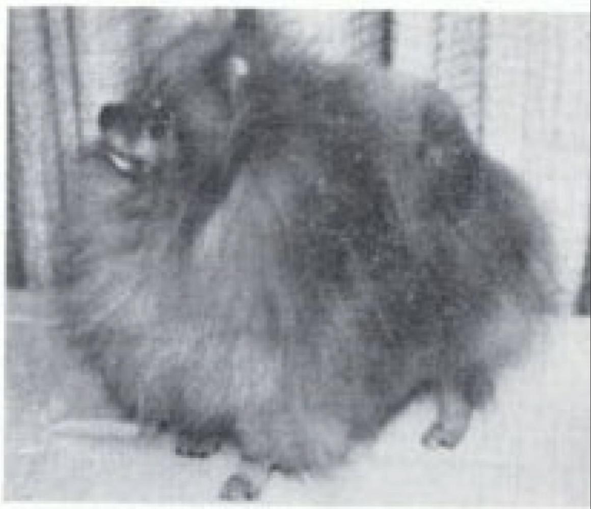 CH.US Millamor’s Fancy Gold Dancer