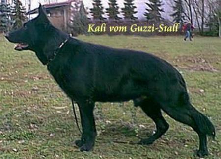 Kali vom Guzzi-Stall