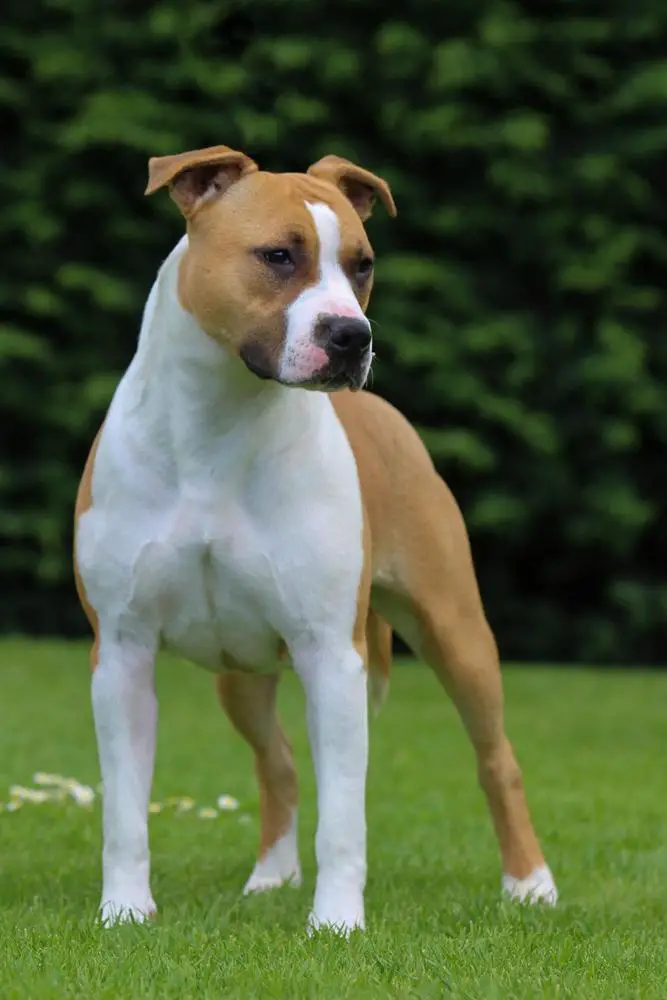 RBISS CH ZALIAMSTAFF A QUEENS JUSTYCE