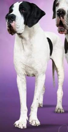 Fancy Of European Great Stars