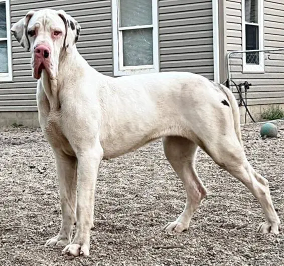 X-Girlfriend Chickaree Mt. Danes