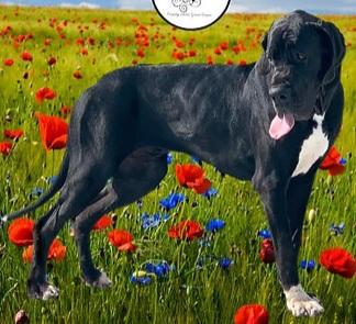 Country Acres Vivienne Of Chicago Danes