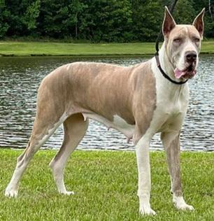 PGD Barron's Valkyrie Of Valhalla