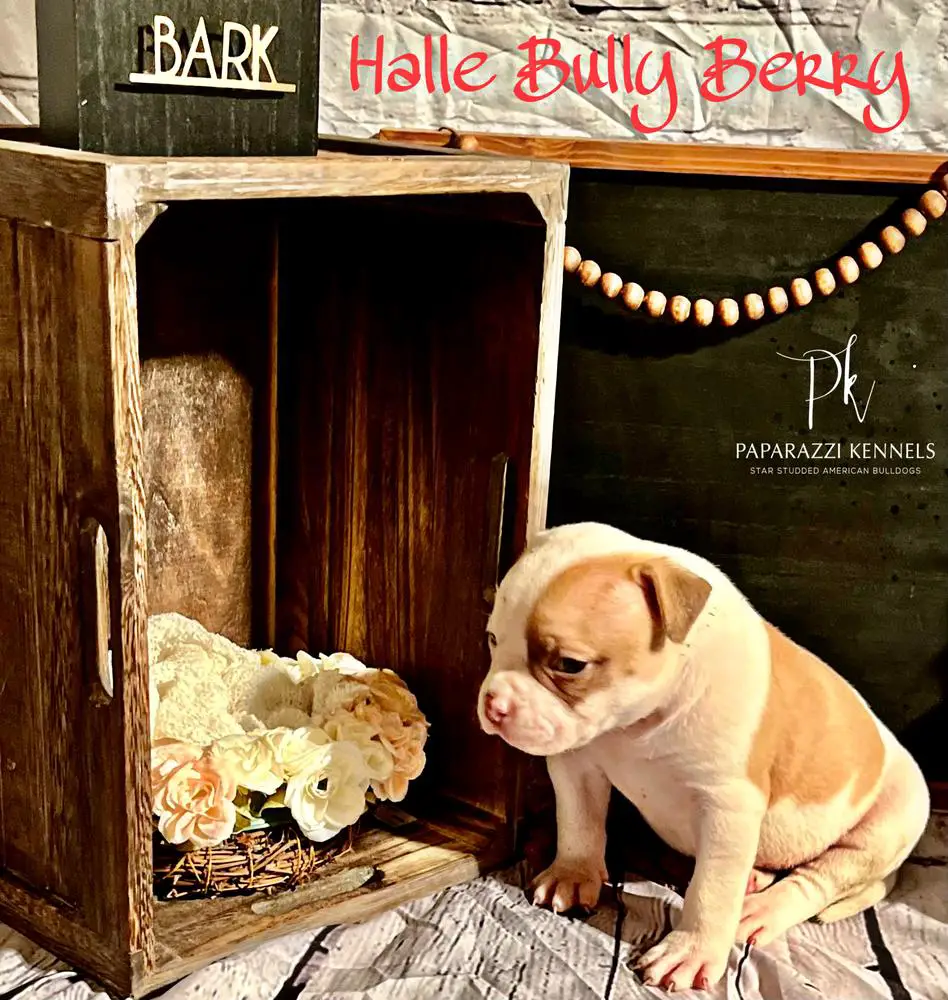 Paparazzi Kennels Halle Bully Berry