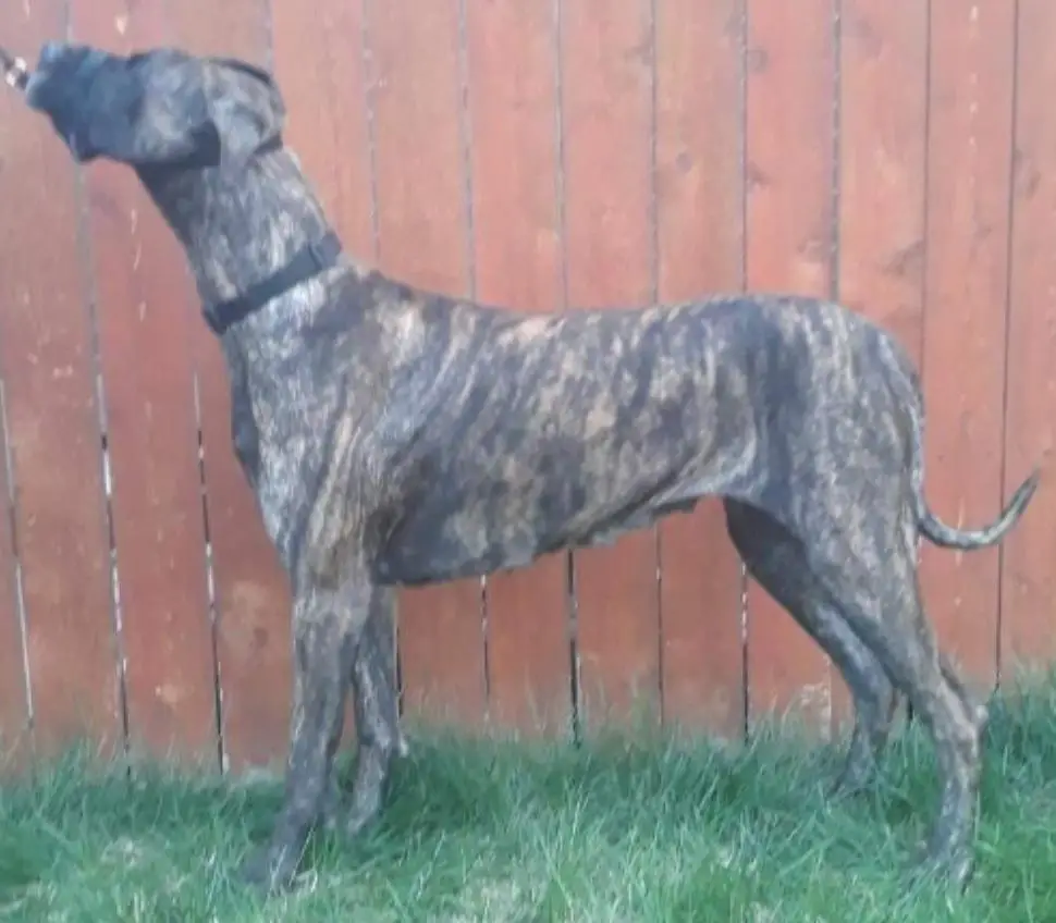 Snowfall's Nagaika Of Melody