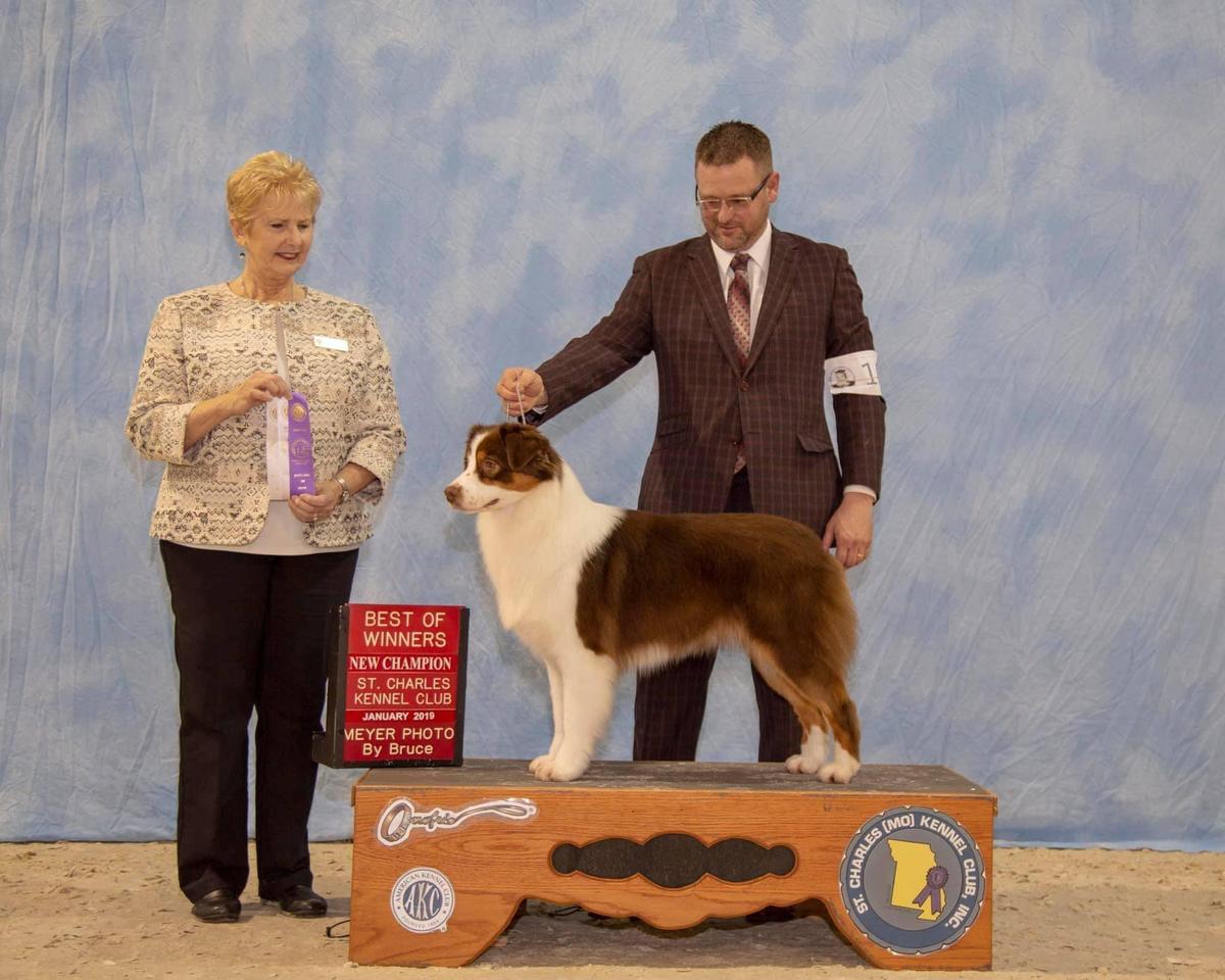 AKC/ASCA CH Affinitys Bee Charmer