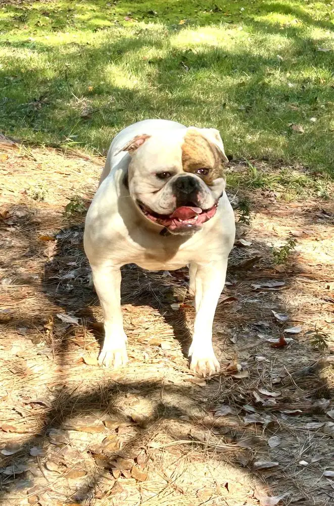 Bluelinecertified's God of War - Ogun